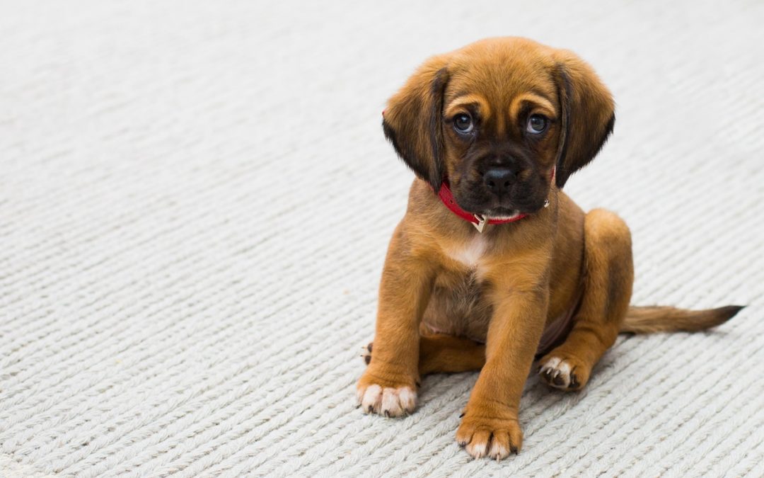 Comportementaliste canin : Comment devenir comportementaliste canin ?